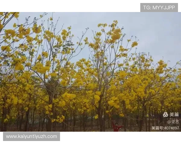 详解开云官网入口步骤，快速注册并畅享购物体验